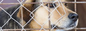 Hund steckt seine Schnauze durch ein Gitter