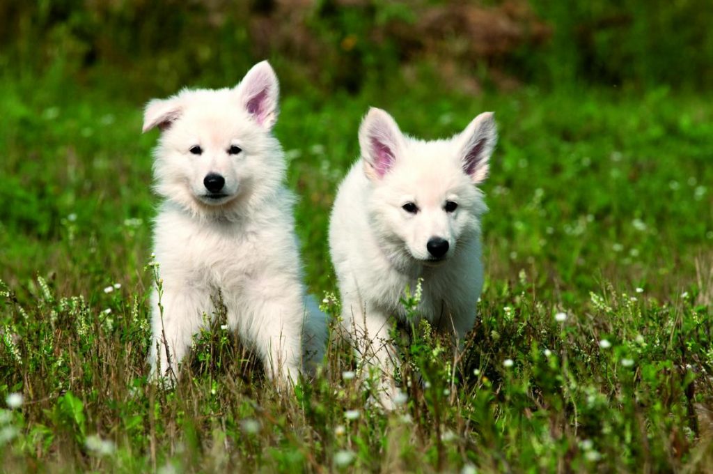 Zwei kleine Hunde auf einer Wiese