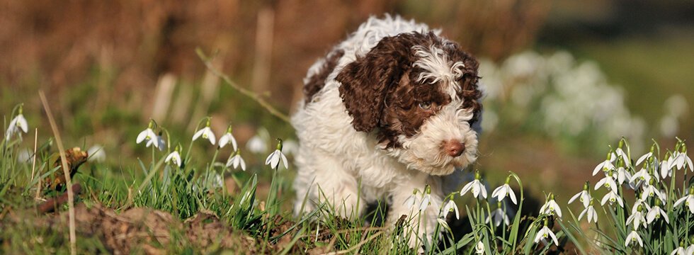 Kleiner Hund auf einer Blumenwiese